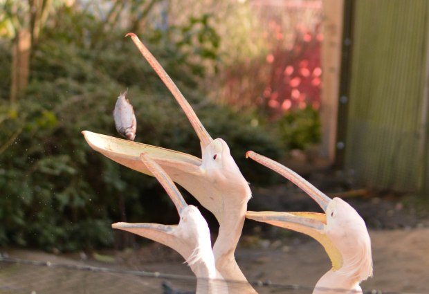 London Zoo 2nd Day 7