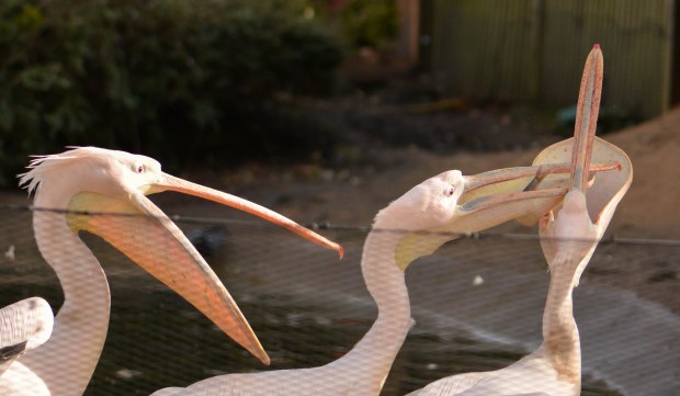 London Zoo 2nd Day 8
