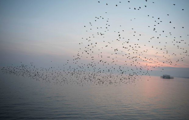 murmurations 5