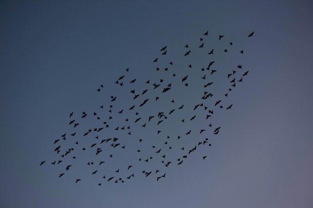 murmurations 6