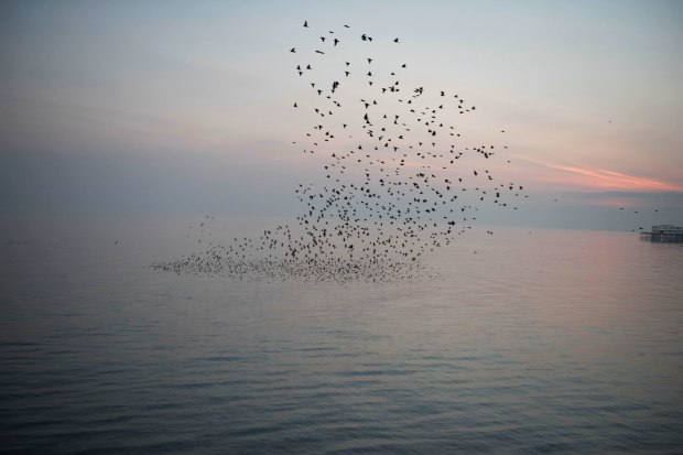 murmurations 7