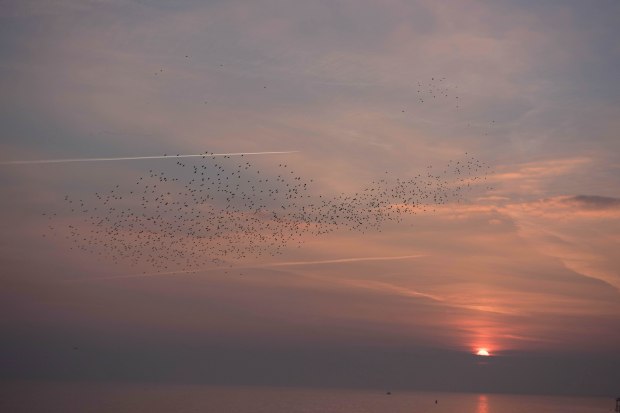 murmurations 9