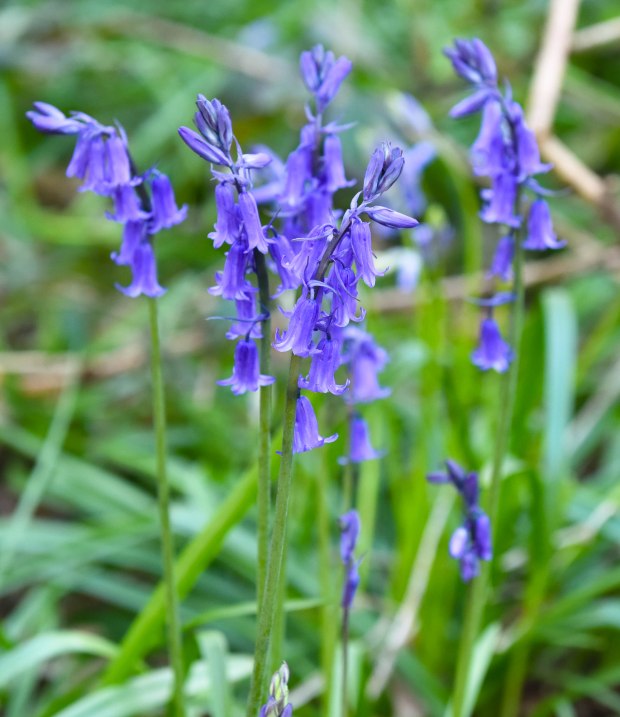 Bluebells_