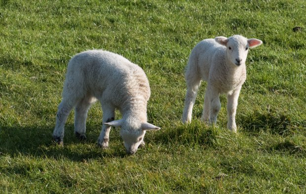 lambs 3