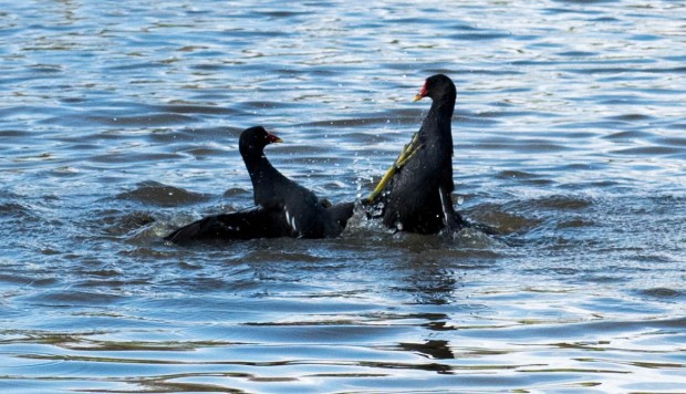 Moorhens 3