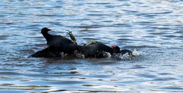 Moorhens 4