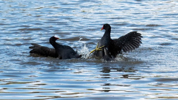 Moorhens 5
