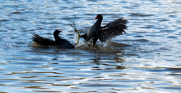 Moorhens 6