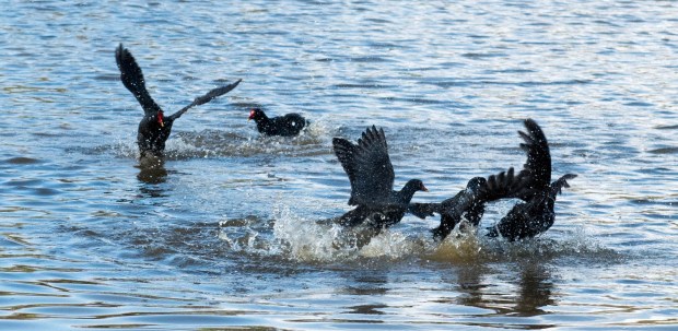 Moorhens 7