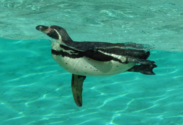 Zoo birthday May 2016 2 (1 of 1)