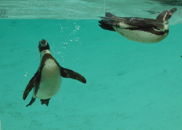 Zoo birthday May 2016 3 (1 of 1)