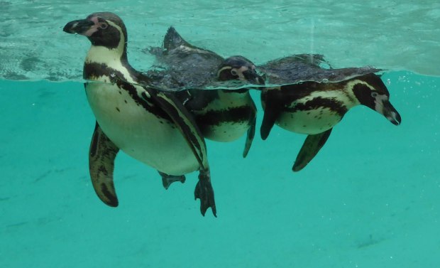 Zoo birthday May 2016 4 (1 of 1)