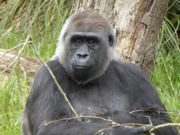 Zoo birthday May 2016 7 (1 of 1)