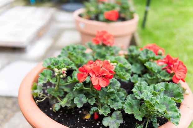 Garden in June 1 (1 of 1)