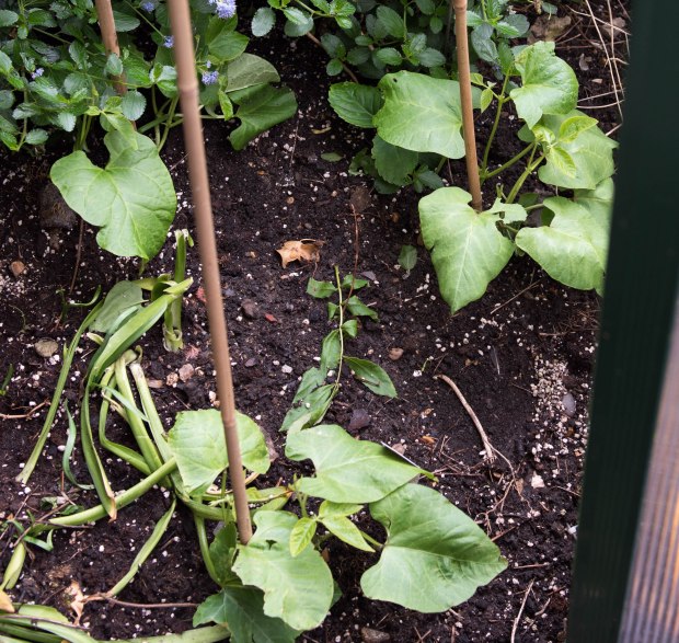 Garden in June 10 (1 of 1)