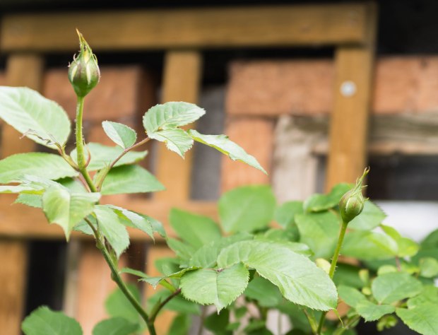 Garden in June 13 (1 of 1)