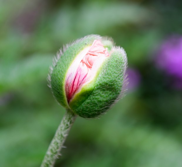 Garden in June 5 (1 of 1)