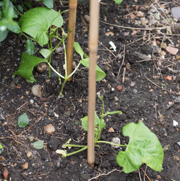 Garden in June 6 (1 of 1)