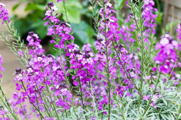 Garden in June 8 (1 of 1)