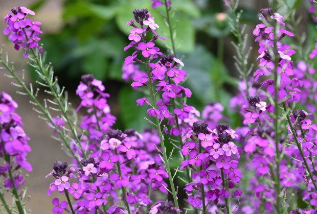 Garden in June 9 (1 of 1)