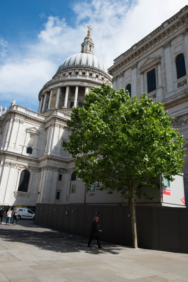 Randome tree 1 (1 of 1)