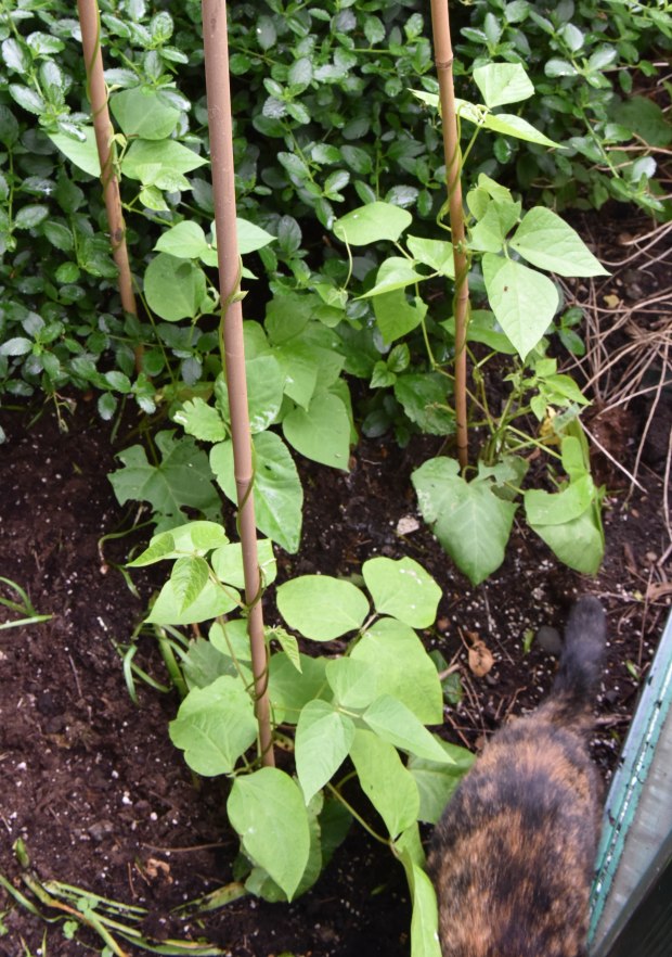 Vegetables 1 (1 of 1)