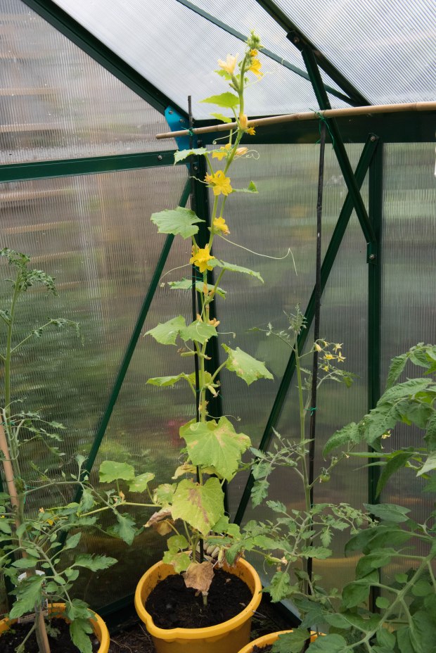 Vegetables 2 (1 of 1)