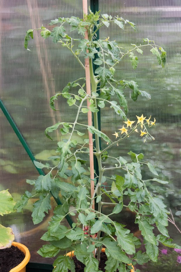 Vegetables 3 (1 of 1)