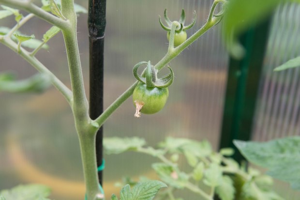 Vegetables 4 (1 of 1)