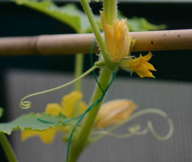 Vegetables 5 (1 of 1)