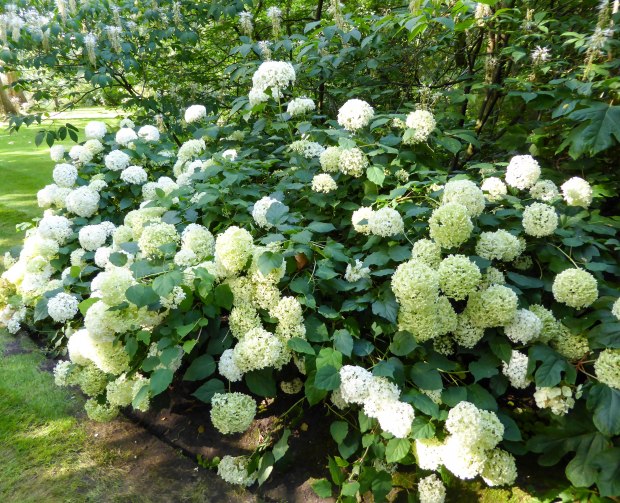 Buckingham Palace 11 (1 of 1)