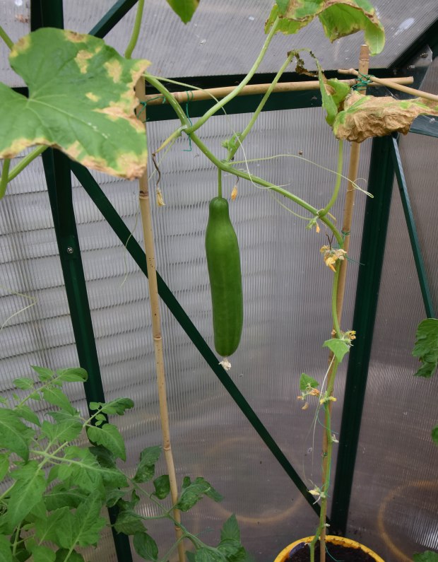 greenhouse 1 (1 of 1)