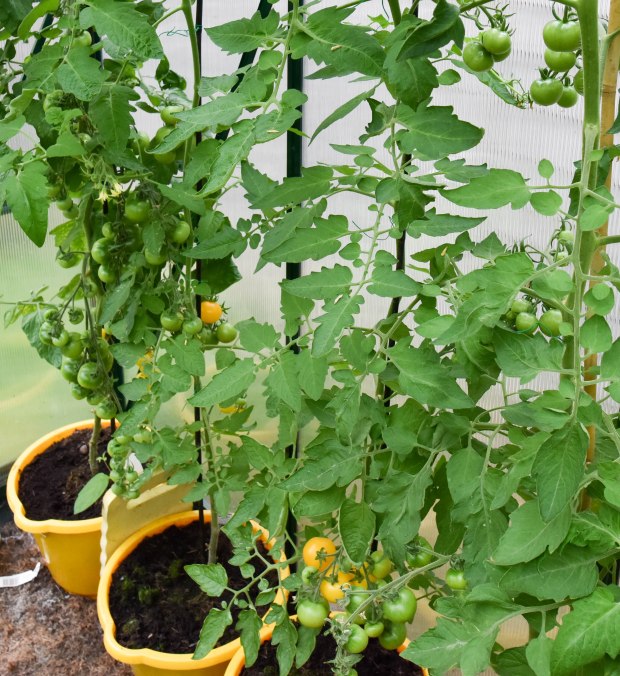 greenhouse 2 (1 of 1)