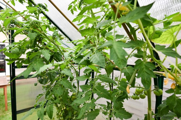 greenhouse 3 (1 of 1)