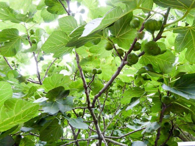 greenhouse 6 (1 of 1)