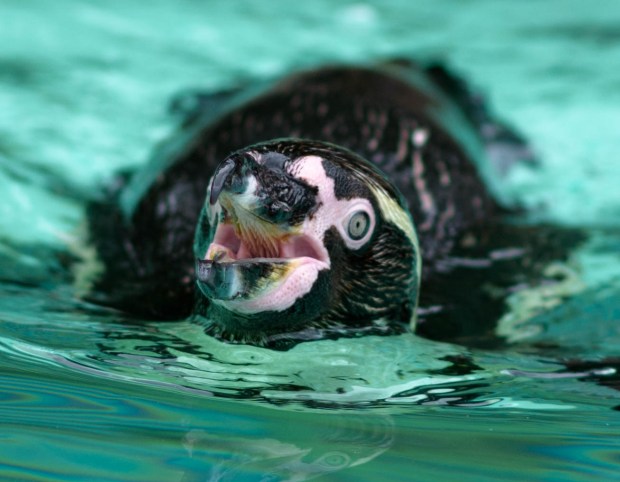 London zoo August 2016 10 (1 of 1)