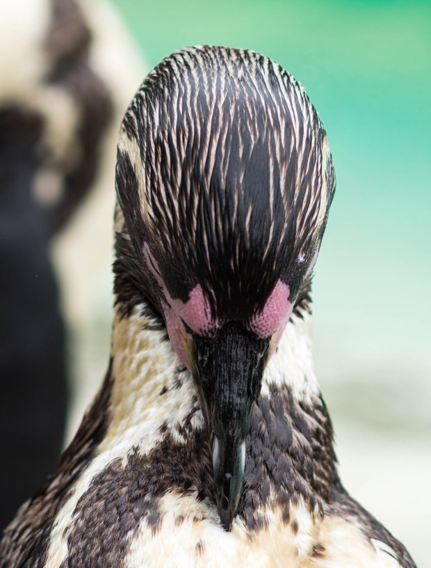 London zoo August 2016 4 (1 of 1)