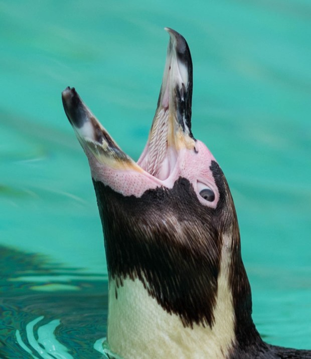 London zoo August 2016 7 (1 of 1)