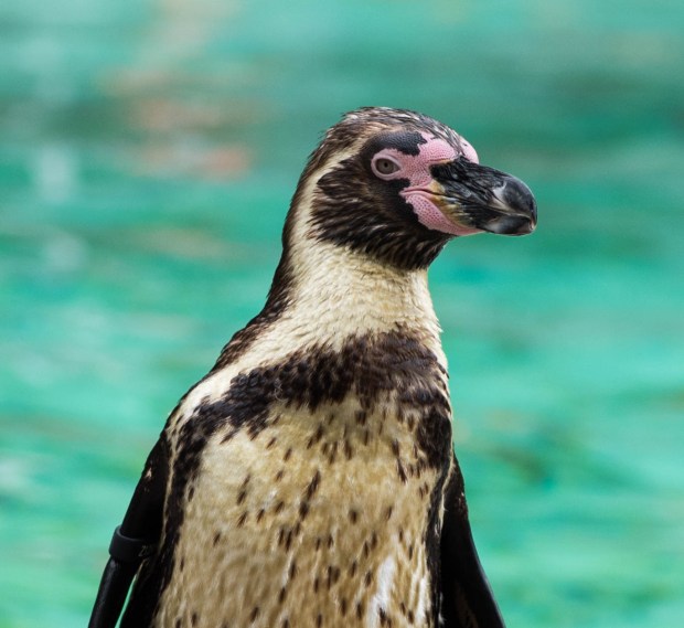 London zoo August 2016 8 (1 of 1)