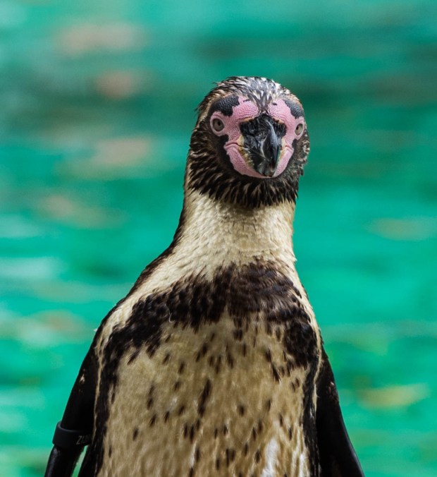 London zoo August 2016 9 (1 of 1)