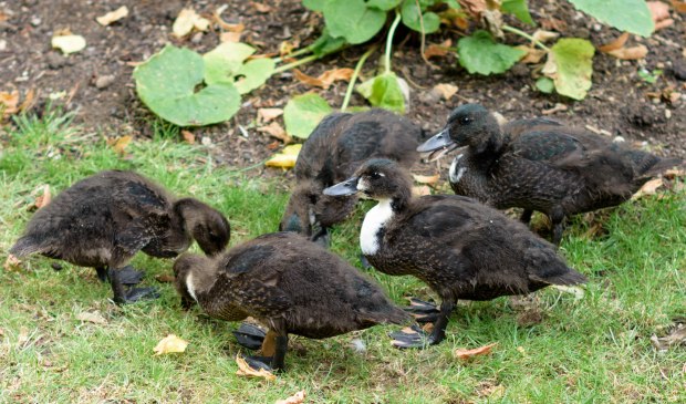 ducklings-1-of-1