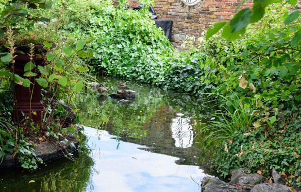 roof-top-gardens-1-1-of-1