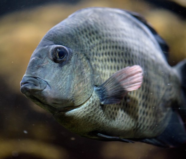 october-2016-2-1-of-1