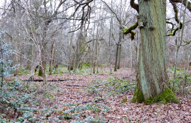 crackley-woods-2