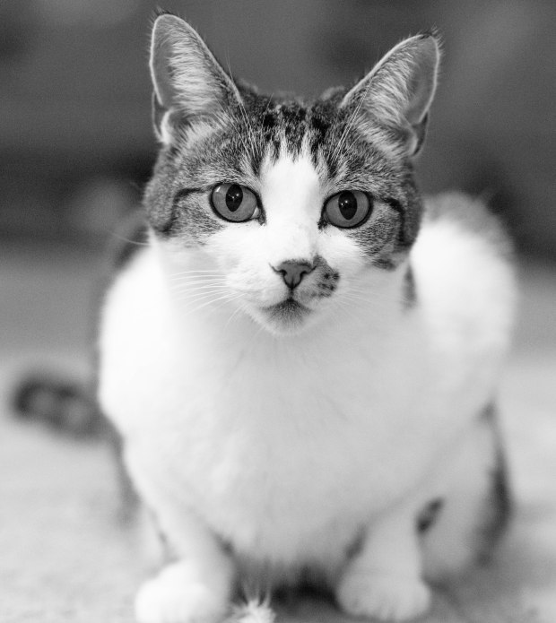 florence-black-and-white-_