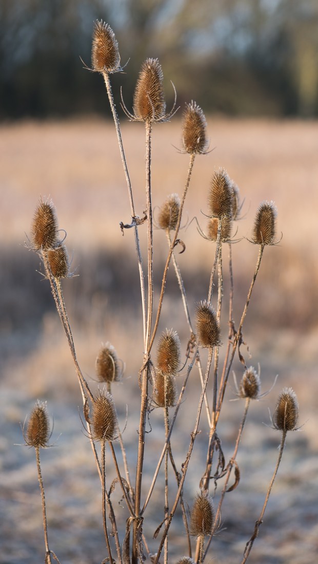 brandon-marsh-for-blog-1