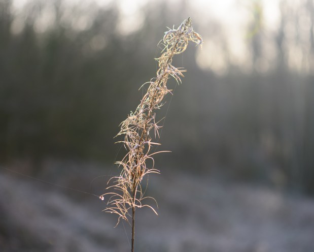 brandon-marsh-for-blog-3