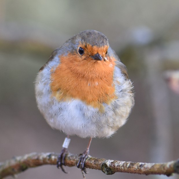 brandon-marsh-for-blog-5