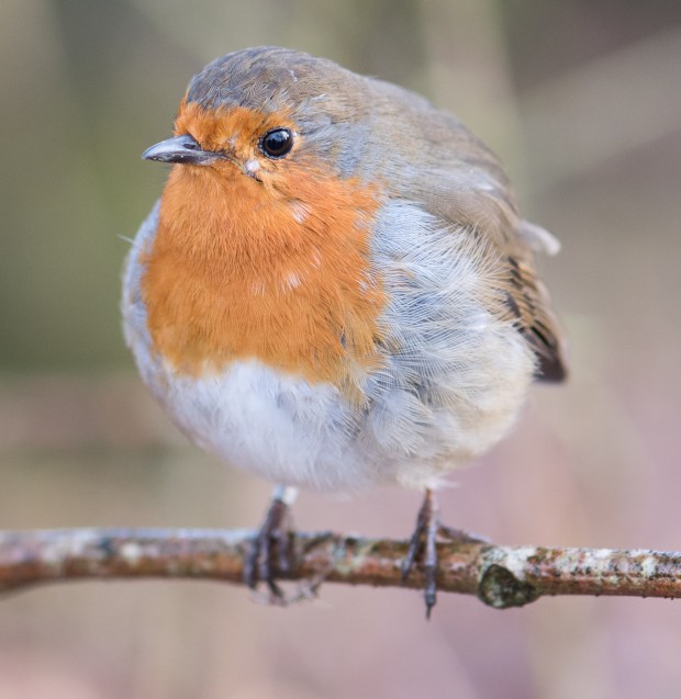 brandon-marsh-for-blog-7