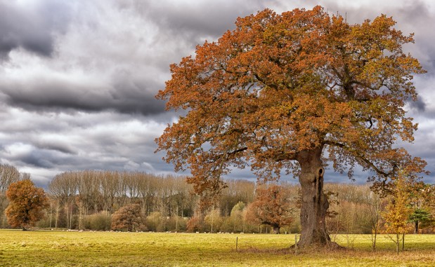 oak-tree-landscape